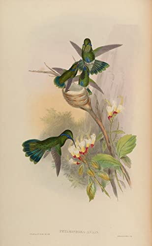 Affiche en toile oiseau John Gould pour raviver un mur blanc triste 60x90