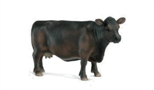 SCHLEICH Farm Life 13269 Angus Cow