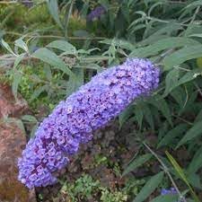 Miniatura 4 de Buddleia Nanho Blue  Plantas extragrandes de 3 galones  Arbusto de mariposa fragante y compacto, ideal para paisajes vibrantes, bordes atractivos y