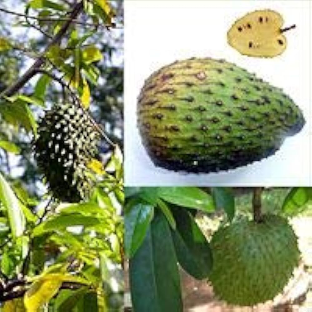 Amazon | 【種子】Annona Muricata ◇サワーソップ◎トゲ Amazon | 【種子】Annona Muricata ◇サワーソップ◎トゲ