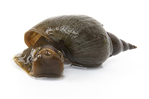 Lincolnshire Pond Plants Ltd - 2 x Lymnaea Stagnalis (Greater Pond Snail) - Fish or wildlife pond and bog aquatic plants