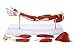 Wellden Product Medical Anatomical Muscular Arm Model, 7 Parts, Life Size