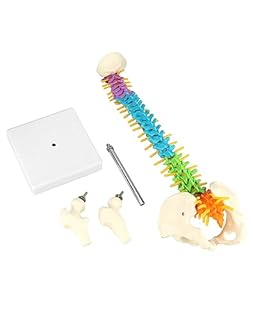 QWORK® Modello della colonna vertebrale con bacino e cosce, Modello anatomico colorato per insegnanti di medicina e medici - 45 cm