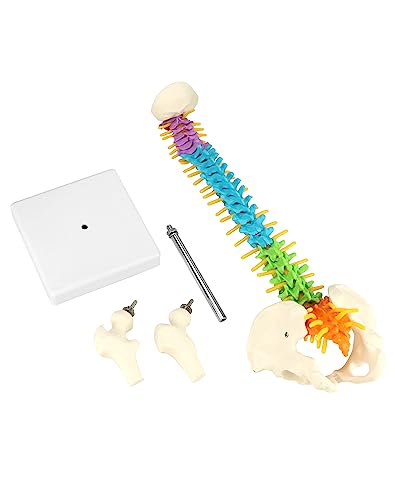 Columna vertebral didáctica flexible QWORK de 45 cm para visualizar nervios y pelvis 3