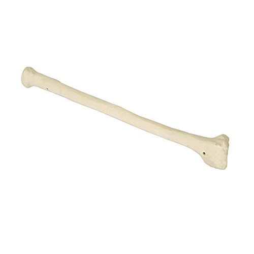 Image of 3B Scientific 1016671 Orthobones Left Radius Bone Model