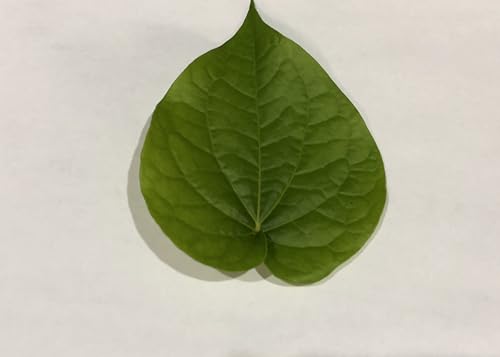 legendary-yes 30 Edible Fresh Betel Leaves - Medium To Large Size