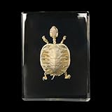 ATJSXWIN Echtes Tierskelett-Exemplar in Acryl für Fans von Präparatoren und naturwissenschaftlicher Bildung(Tortoise)