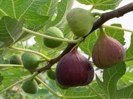 See full amazon price history chart for Green Excel Variety Fig Anjeer Fruit (Air Layered/Grafted) Live Plants & Tree (1-1.5 Ft Size) Green Excel Variety Fig Anjeer Fruit (Air Layered/Grafted) Live Plants & Tree (1-1.5 Ft Size) (B0CNWG9LZ7) Amazon Price History, Amazon Price Tracker