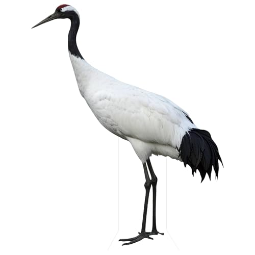 Image of Red-Crowned Crane, 3FT Life Size Cardboard Cutout Standup, 1 PC | Animal Standup, Life Size, for Events, Party Decor, Birthday Parties, Photo Backdrops, Holiday Decor & All Occasions