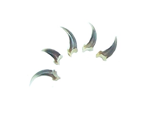 Real Red Fox Claws (Pack of 5) For Jewelry, Collectors, Teachers, and More