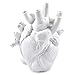 Forhome Herz Vase,Anatomisches Blumentopf,Vasenharz Dekorative Blumevase,Dekorative Blume Vase,Kreatives Vasenharzmaterial Weiß,Dekoration für Wohnzimmer und Schlafzimmer Dekorative Vase Vasen Deko günstig Kaufen-Forhome Herz Vase,Anatomisches Blumentopf,Vasenharz Dekorative Blumevase,Dekorative Blume Vase,Kreatives Vasenharzmaterial Weiß,Dekoration für Wohnzimmer und Schlafzimmer Dekorative Vase