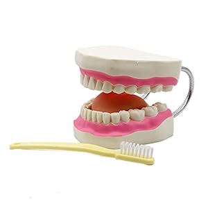 Zunedhys 6 Keer Vergroting Volledige Mond Model Tand Onderwijs Met Tandenborstel Dental De Presentatie Onderwijs Model Gereedschap