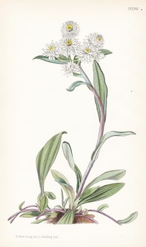 Anaphalis Triplinervis var. Intermedia. Tab 9396 - Himalaya China / Pflanze Planzen plant plants / flower flowers Blume Blumen / botanical Botanik botany / aus 