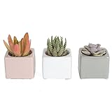 Picture of Costa Farms Mini Succulents (3-Pack), Assorted Live Indoor Succulent Plants in Cute Decor Planters, Grower's Choice Easy Care Houseplants, Tabletop, Office, Desk, or Room Decor, 2-Inches Tall, ceramic