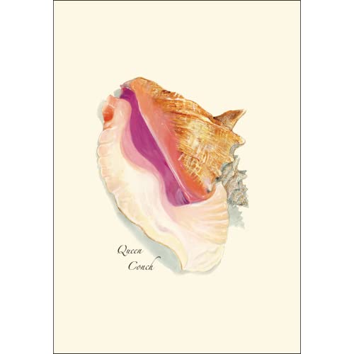 Image of Earth Sky + Water - Queen Conch Shell Boxed Note Cards