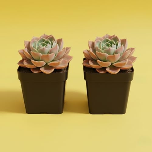 Image of Laxmi Kamal Live Succulent Plant Combo by BloomBrightly - Beautiful Rosette Shape Natural Indoor Plants, Ideal for Home Decor, Office Desks, and Gifting (Pack of 2)