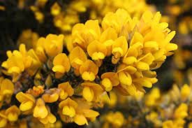 30pcs Gorse Ulex Europaeus Flower Seeds