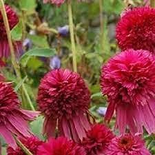 100 pezzi di semi di crisantemo Echinacea”Secret Affair”