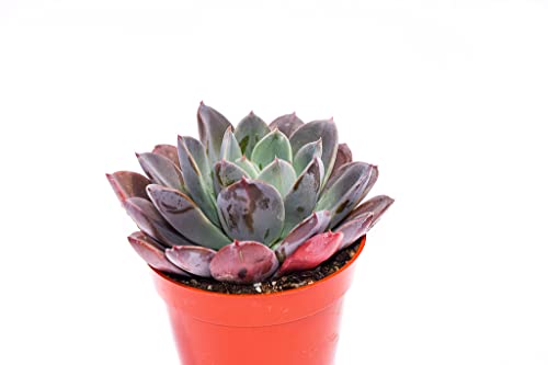 Live Echeveria Succulent Plant – Fully Rooted 4-Inch Echeveria Succulent (Echeveria Blue Prince) #TOP1