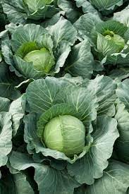 Image of Cabbage seeds for home garden (60 seeds)