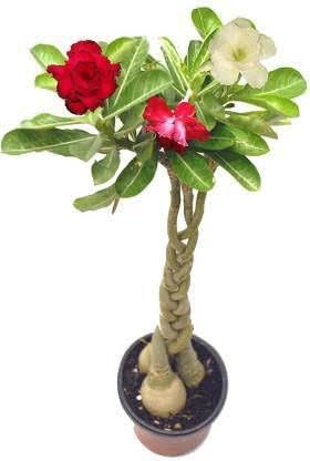 Baishnab Redwingz Rose Adenium Live Plant (Grafted - 1 Live Plant) 1-2 feet (B0CN48F5JK) Amazon Price History, Amazon Price Tracker