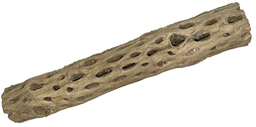 Image of Awesome Aquatic 12 inch 2-3 inch Thick XL Teddy Bear /Chain Fruit /Buckhorn /Staghorn Cholla Wood Hollow Tube Wood Cactus Skeleton Tubes 12 inch x 2-3 inch Thick /Diameter (12 in x 2-3 in Diameter)