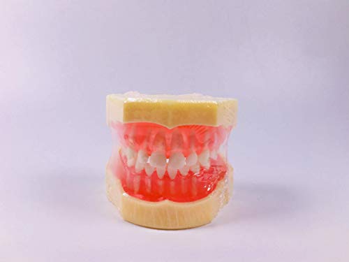 Removable 24 Pieces Teeth Dental Study Model Gap Between Tooth Primary Demonstate Teach Tool