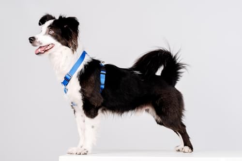 Chaba Guard Hundegeschirr für mittelgroße Hunde mit Kontrolle, Anti-Zug & Würgen, Verstellbar, Komfortabel und Leicht, Classic Step-in Brustgeschirr, Laufgeschirr, Dog Harness, Größe L, BLAU