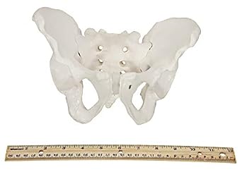 Axis Scientific Skeletal Pelvis Anatomy Model Set