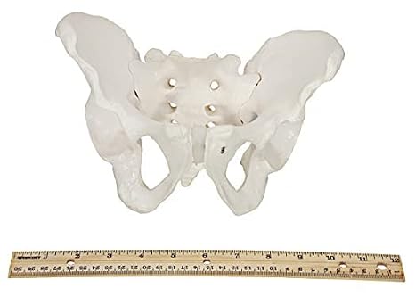 Axis Scientific Skeletal Pelvis Anatomy Model Set