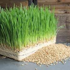 Wheat Grass Seeds for Cats, High Germination Rate, 10000+ Seeds