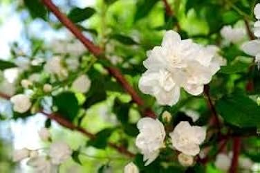 ジャスミン1/2 ジャスミン1/2 Amazon.co.jp: jasmine: ミュージック