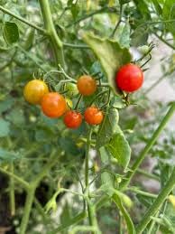 Image of Teeny Tiny Spoon Tomato Vegetable Seeds, Vegetable Seeds for Home Gardening, Vegetable Planting Seeds for Kitchen, Tomato Seeds (Pack of 280 Seeds) (Red, Teeny Tiny Spoon Tomato)