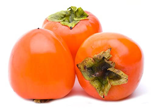 Muda de Caqui Fuyu Enxertado Para Produzir em Vaso e Solo