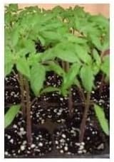 PLANTEL TOMATE ROSA DE BARBASTRO 50 PLANTAS