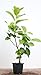 Prunus laurocerasus 'Rotundifolia' 40-60 cm - Kirschlorbeer, immergrün, ideal als Hecke, schnellwachsend, pflegeleicht und winterhart