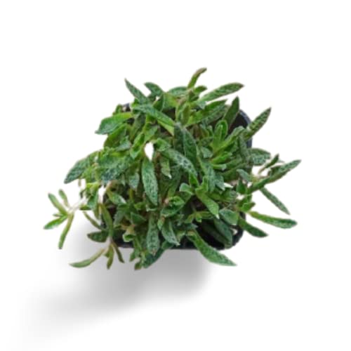 Creative Farmer Succulent Plant Crassula Picturata Tiger Jade Colorful Plants Oxygen Plants|Living Room|Living Room|Table|Live Plant|Home Décor (Healthy Live Plant) (B09K43T7Z7) Amazon Price History, Amazon Price Tracker