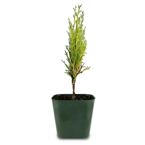 Generic Evergreen Italian Cypress Tree Starter Potted Plant 2 inch Pot Outdoor Garden Bonsai Tree...
