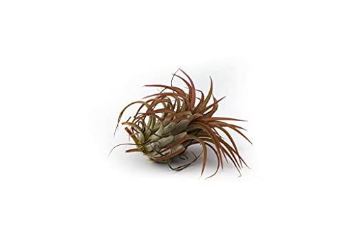 Tillandsia - Afbeelding 5