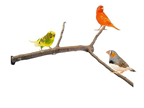 Perchas grandes para jaulas de loros, posadero de aviario para aves, accesorio lima uñas natural de pájaros, descanso y zona de juegos de loro, CALIDAD PREMIUM. (C)
