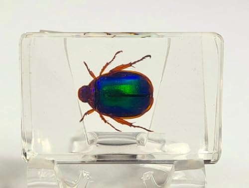 Image of 44mm Real Blue Green Christmas Beetle in Crystal Clear Lucite Resin Specimen Preserved Animal Insect Bug Taxidermy Collection for Biology Science Education & Desk Ornament Display