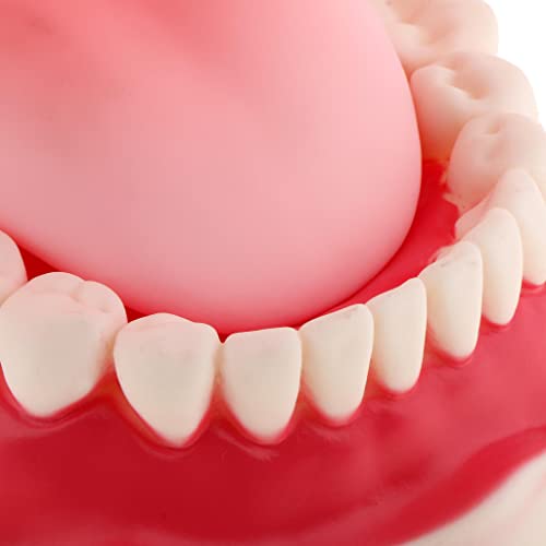 Modèle de dents de démonstration pour enseignement dentaire typodont d'étude anatomique - 7