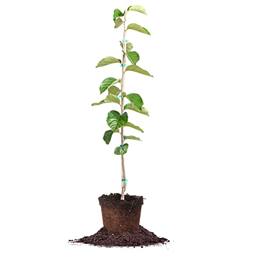 Perfect Plants Hana Fuyu Persimmon Tree 4-5 Feet | Diospyros kaki Live Fruit Trees for Outdoor...