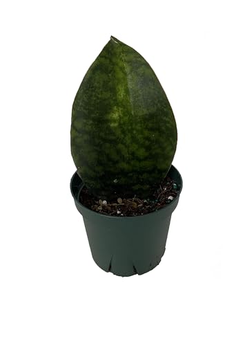 Shark Fin Snake Plant - Whale Fin - Sanseveria masoniana - 4' Pot - Collector's