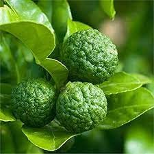 Zone Marketing Narthangai Seeds - 10 Seeds + 500G Compose Fertilizer By Zone Marketing (B09MKXSK56) Amazon Price History, Amazon Price Tracker