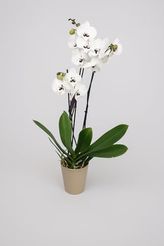 Garden Center Shop | Orquídea Phalaenopsis natural blanca moteada 75 cm | 2‑3 tallos floridos | Floración duradera y cuidados sencillos