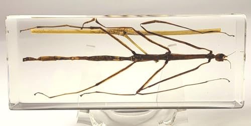 Image of 4.3 inch Real Stick Insect Phasmatodea Bug in Crystal Clear Lucite Resin Specimen Paperweight Preserved Various Animal Insect Bug Taxidermy Collection for Biology Science Education & Desk Ornament Display