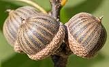 Item Type:Seeds Semi di quercia