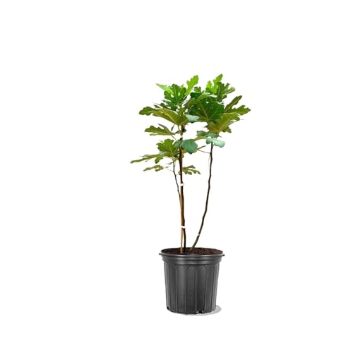 Chicago Hardy Fig Tree 5 Gallon Live Nursery Pot | Arbor Day Foundation- Fruiting Tree (Due to Agricultural Laws Unavailable to AZ CA)