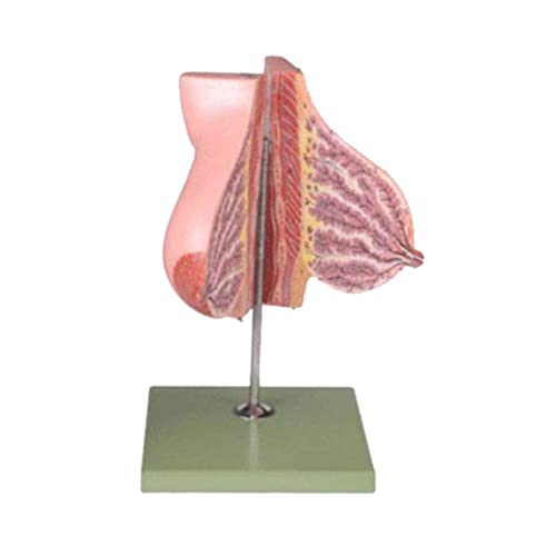 Lactancia Femenina Estructura De Los Senos Modelo Anatómico Simulación Período De Succión Humana Órgano del Pecho Herramienta De Demostración De Enseñanza para Exhibición Educativa Médica Cover